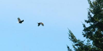 Eagles over the rugby pitch