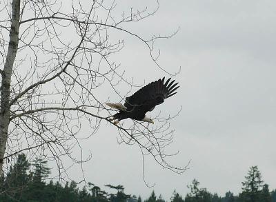 Eagle on the Nanaimo Highway