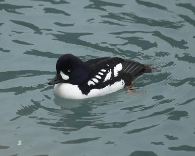 Barrow's Goldeneye