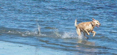 Dog on the beach