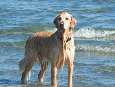 Dog on the beach