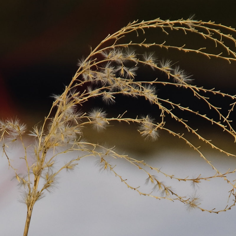 1/15/10 - In the Tall Grass<br><font size=3>ds20100115-0012w.jpg</font>
