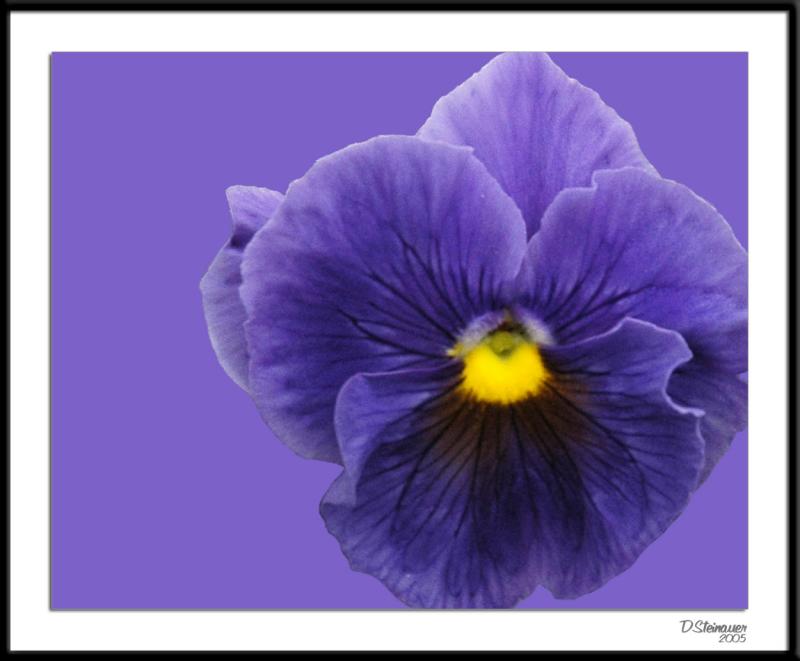 ds20050924_0057a1wF Blue Pansy.jpg