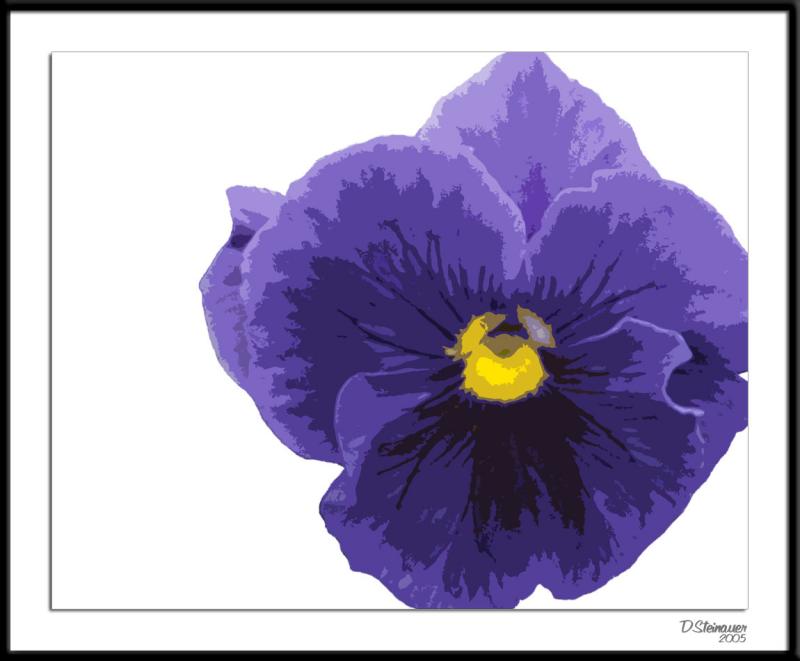 12/15/05 - Purple Pansy<br><font size=3>ds20050924_0057a3wF Blue Pansy.jpg</font>