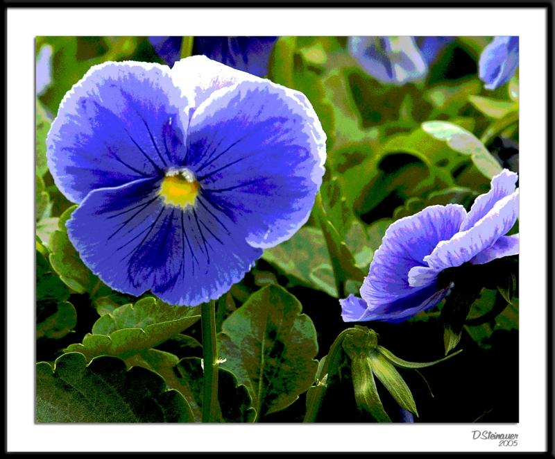 ds20050924_0060a2wF Blue Pansy.jpg