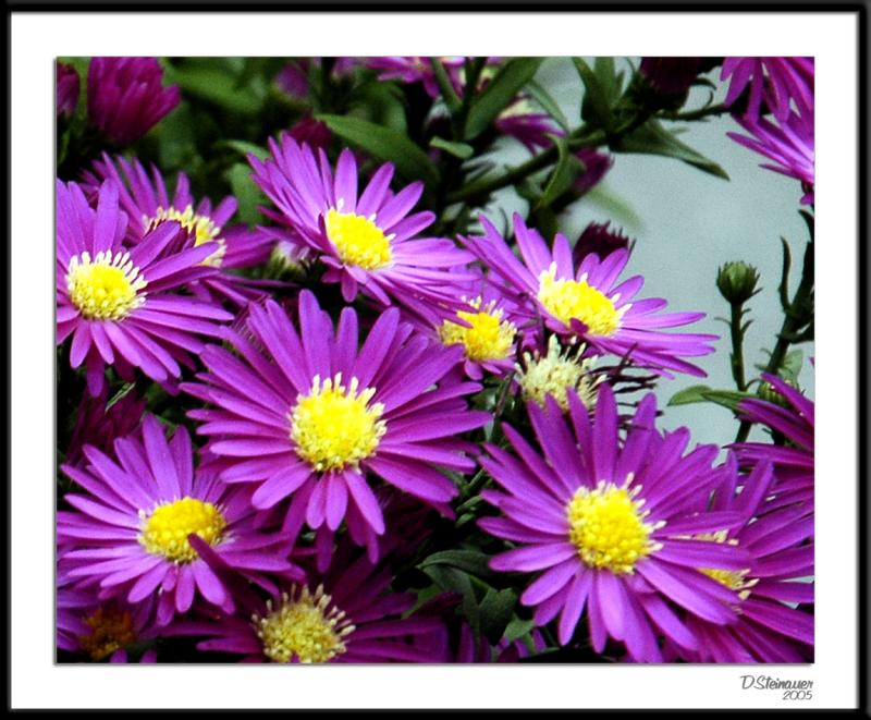 ds20050924_0101a1wF Daisies.jpg