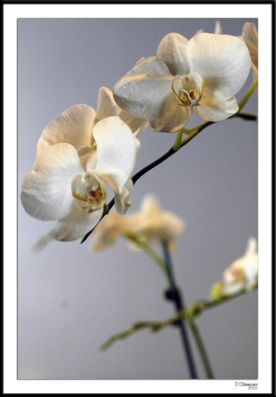 12/30/05 - Reflection of the Day<br><font size=3>ds20051230_0102awF Orchid East Wing NG.jpg</font>