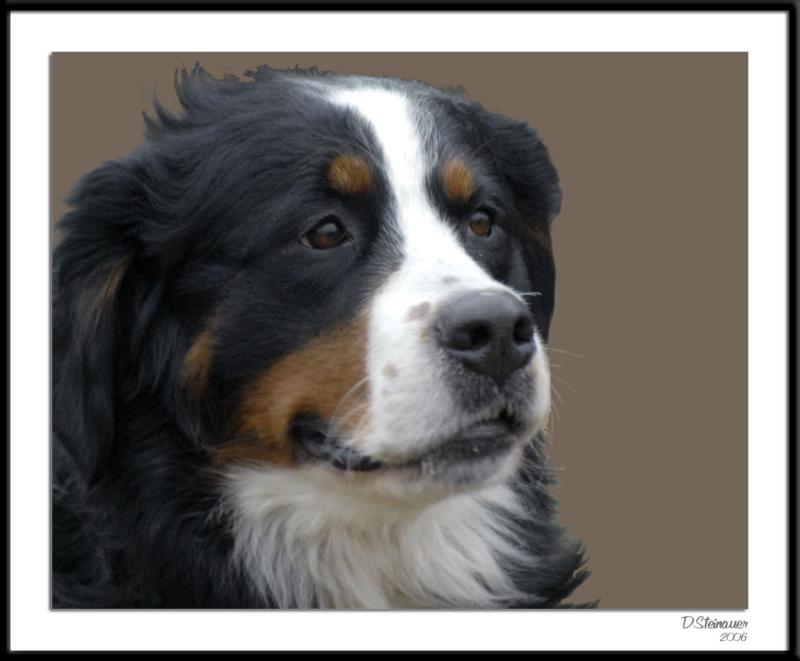 ds20060114_0089awF Bernese.jpg