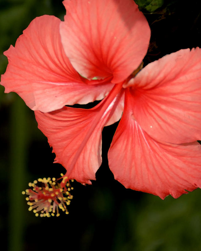 ds20060306_0117a2w Flower.jpg