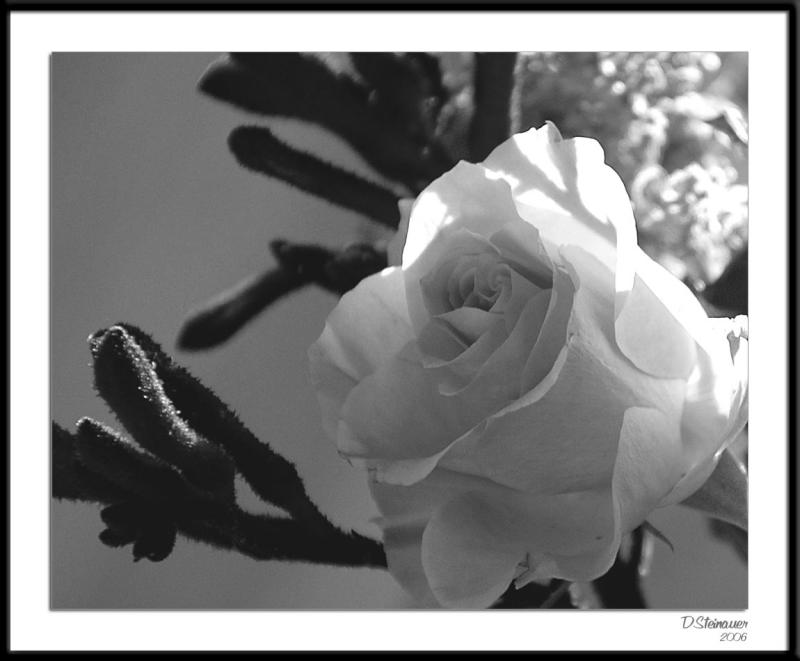 ds20060409_0141a3wF Yellow Rose.jpg