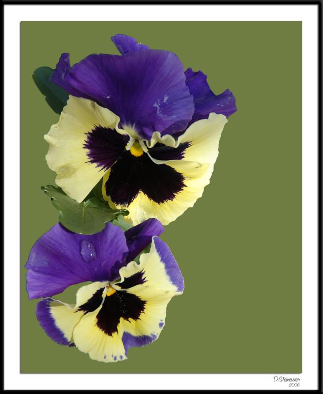 ds20060409_0061a2wF Pansy.jpg