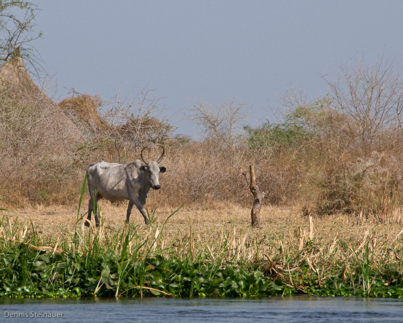 DS20080312_0148_NIKON_D300_w.jpg