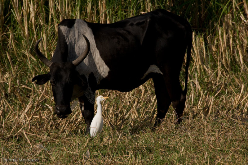 DS20080313_0011_NIKON_D300_w.jpg