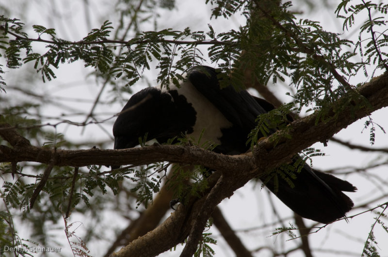 DS20080314_0317_NIKON_D300_w.jpg