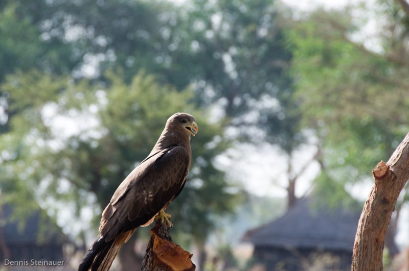 DS20080318_0430_NIKON_D300_w.jpg