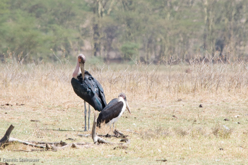 DS20080322_0169_NIKON_D300_w.jpg