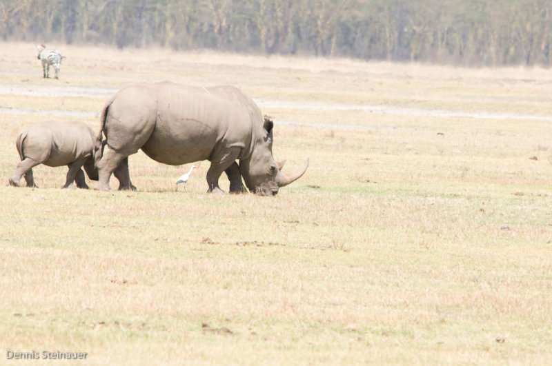 DS20080322_0212_NIKON_D300_w.jpg
