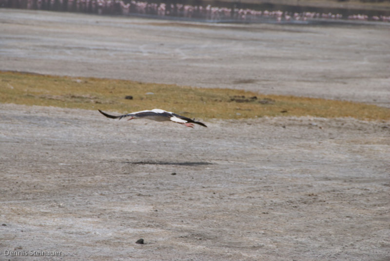 DS20080322_0231_NIKON_D80_w.jpg