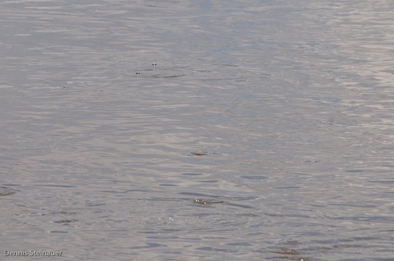 DS20080322_0293_NIKON_D300_w.jpg