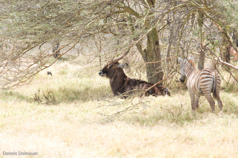 DS20080322_0318_NIKON_D300_w.jpg