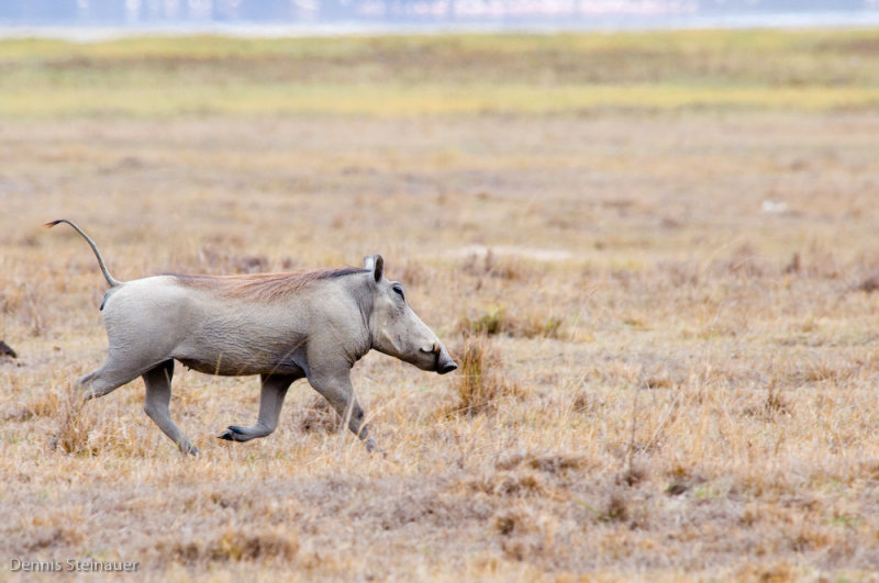 DS20080322_0375_NIKON_D300_w.jpg