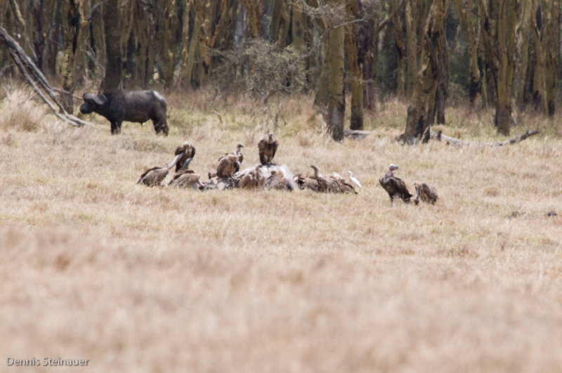 DS20080322_0381_NIKON_D300_w.jpg