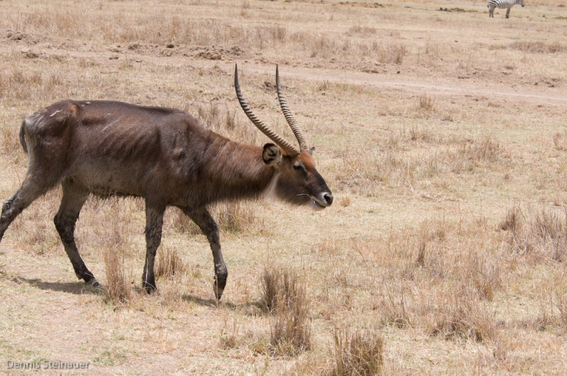 DS20080322_0383_NIKON_D300_w.jpg