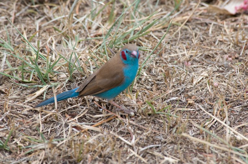 DS20080322_0394_NIKON_D300_w.jpg