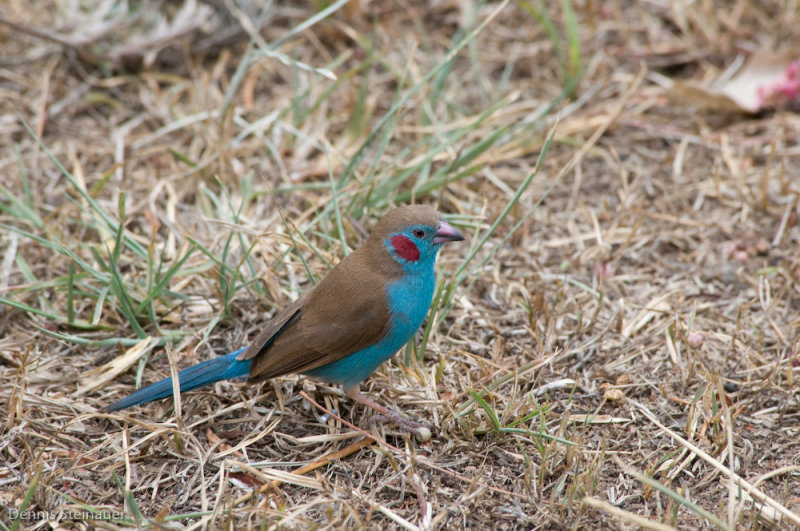 DS20080322_0397_NIKON_D300_w.jpg