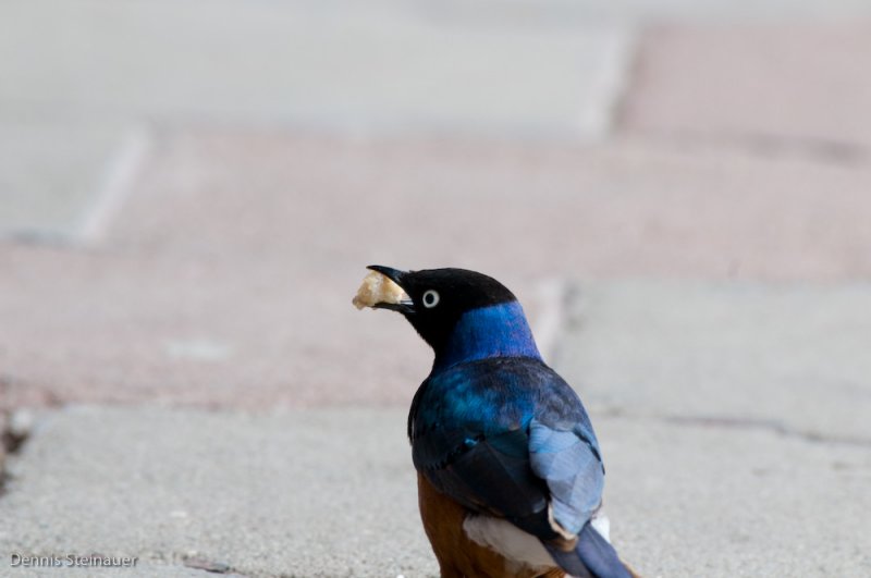DS20080322_0406_NIKON_D300_w.jpg
