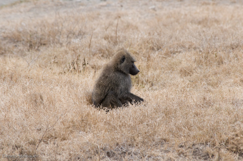 DS20080322_0414_NIKON_D300_w.jpg