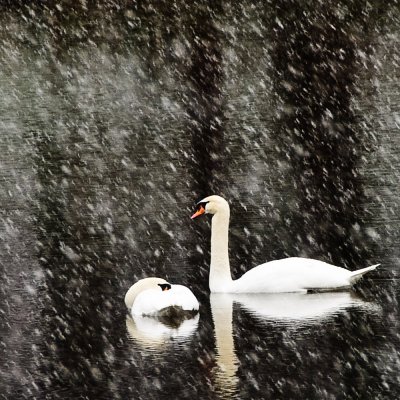 ds20091205-0017w Swans in Snow Storm.jpg