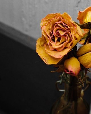 1/4/10 - Dried Rose<br><font size=3>ds20100103-0038w.jpg</font>