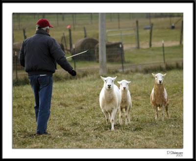 ds20051127_0074a1wF Billy - Sheep.jpg