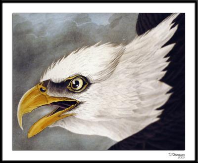 2/1/06 - Audibon Eagleds20051230_0021awF Bald Eagle.jpg