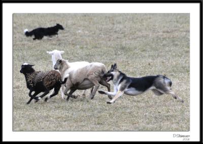 ds20060114_0091awF Chasing Sheep.jpg