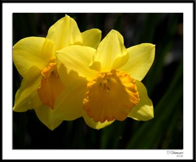 ds20060331_0065awF Daffodils.jpg