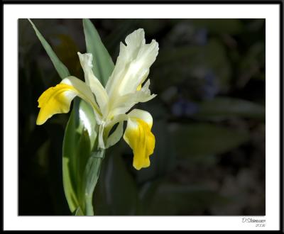 4/17/06 - White Iris?ds20060409_0054awF White Iris.jpg
