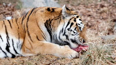 Toronto Zoo - January 23, 2010
