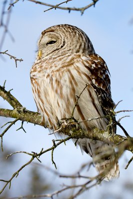 Presqu'ile Park - February 28, 2010