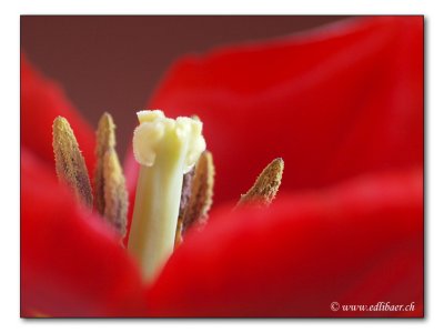 Tulpe / Tulipa gesneriana / Tulip (3341)