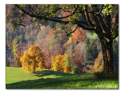 Herbstfarben / autumn colors (2361)