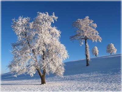 wintery trees / Bäume im Winter