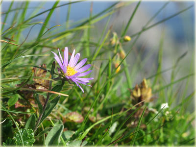 alpine flora / Bergflora