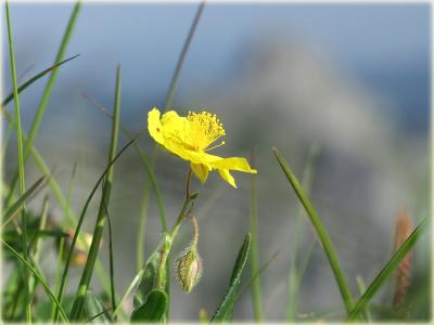 alpine flora / Bergflora