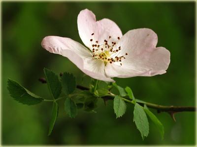 Rosa repens / Kriechende Rose / Rosa arvensis