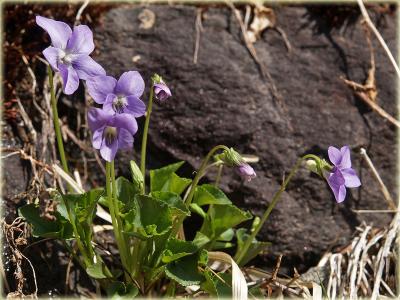Alpen-Veilchen / Viola calcarata