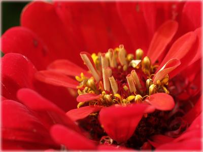 Detail einer Schnittblume / detail of a cut flower