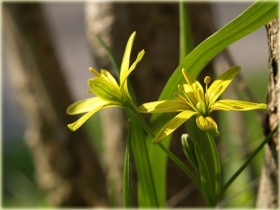 Wald-Goldstern / Gagea lutea / Liliaceae