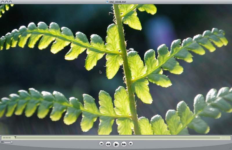 nikonD5000-720-frame.jpg